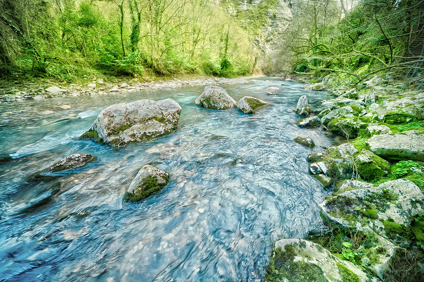 Тисо-самшитовая роща в Сочи